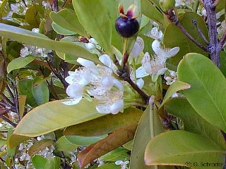 Eugenia brasiliensis 