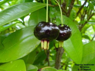 Eugenia brasiliensis