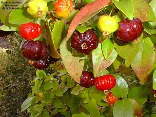 Eugenia uniflora