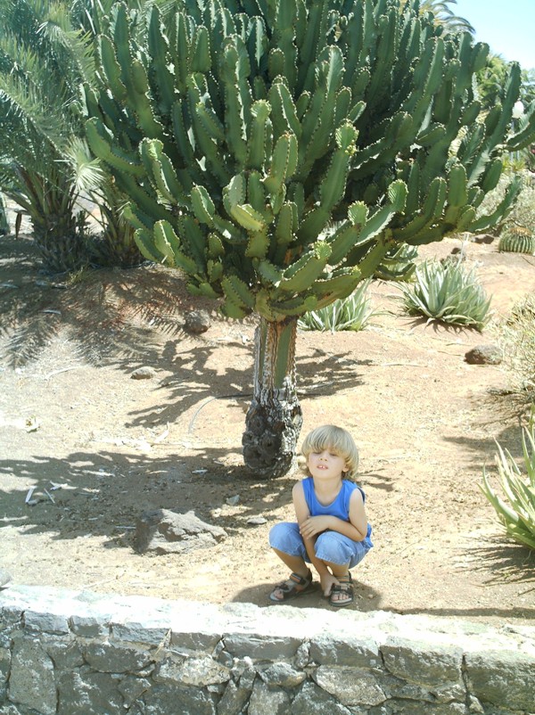 Exotische Nutz und Zierpflanzen Euphorbia candelabrum