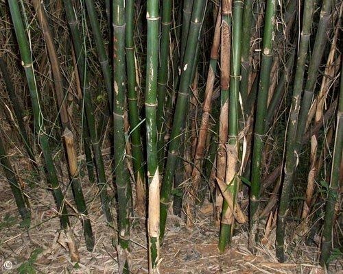 Exotische Nutz- und Zierpflanzen - Fargesia yunnanensis
