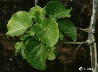 Ficus abutilifolia