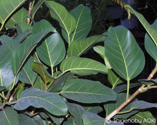 Ficus altissima