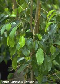 Ficus benjamina