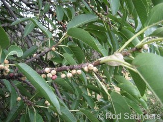 Ficus cordata ssp. salicifolia