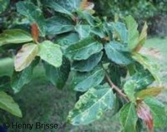 Ficus sycomorus