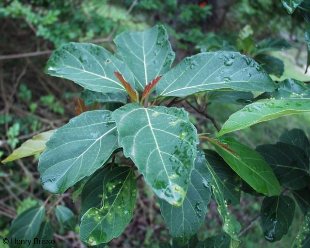 Ficus sycomorus