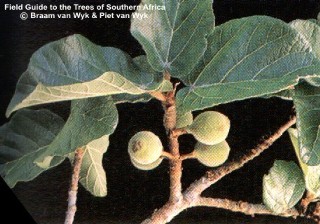 Ficus sycomorus