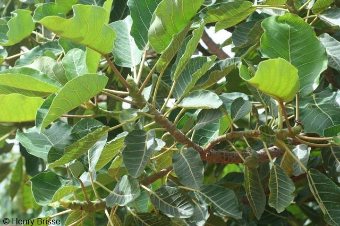 Ficus trichopoda