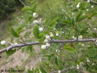 Flueggea virosa ssp. virosa