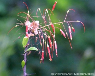 Fouquieria diguetii