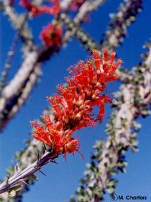 Fouquieria splendens