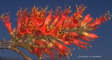 Fouquieria splendens