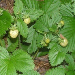 Fragaria vesca 'White Soul'