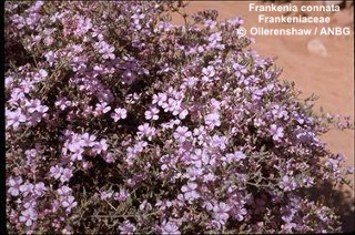 Frankenia connata