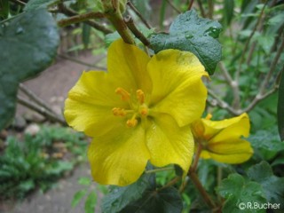 Fremontodendron californicum