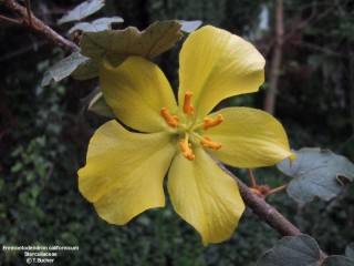 Fremontodendron californicum