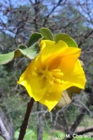 Fremontodendron mexicanum