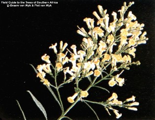 Freylinia lanceolata