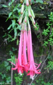 Fuchsia boliviana