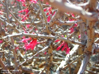 Fuchsia lycioides