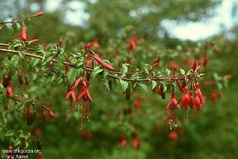 Fuchsia magellanica