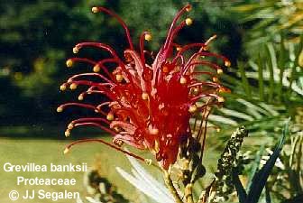 Grevillea banksii