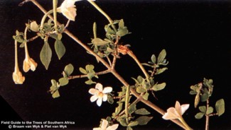 Gardenia cornuta