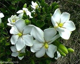 Gardenia jasminoides