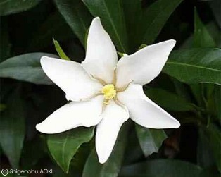 Gardenia jasminoides