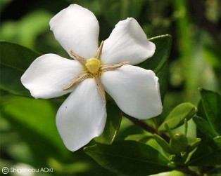 Gardenia jasminoides