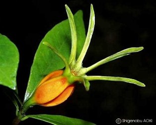 Gardenia jasminoides