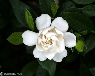 Gardenia jasminoides