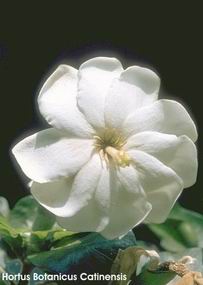 Gardenia thunbergia