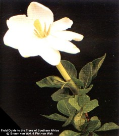 Gardenia thunbergia