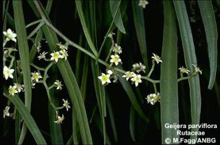 Geijera parviflora