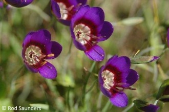 Geissorhiza monanthos