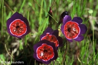 Geissorhiza radians