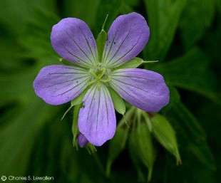 Geranium maculatum