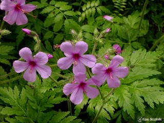 Geranium maderense