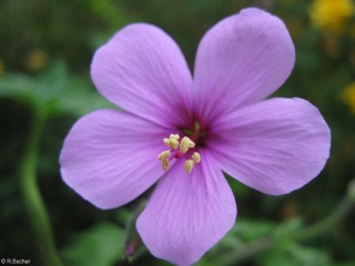 Geranium maderense