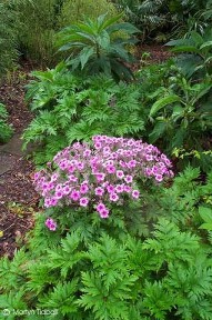 Geranium maderense