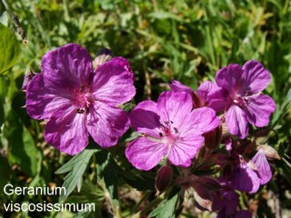 Geranium viscosissimum