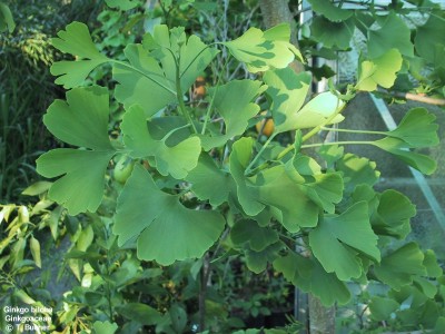 Ginkgo biloba