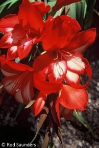 Gladiolus cardinalis