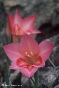 Gladiolus carmineus