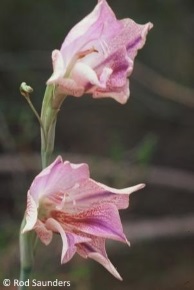 Gladiolus caryophyllaceus