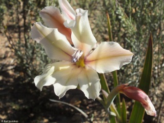 Gladiolus grandiflorus