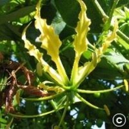 Gloriosa lutea