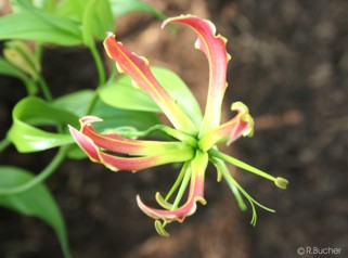 Gloriosa rothschildiana